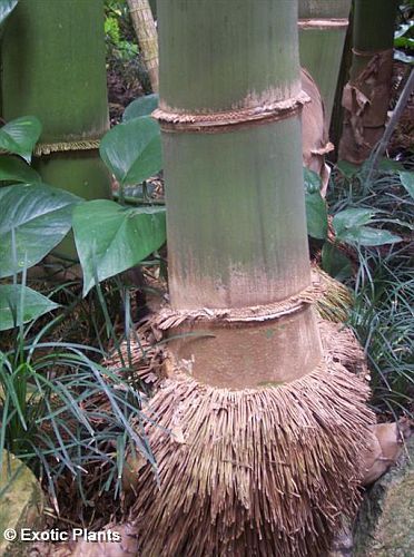 Graines de Dendrocalamus giganteus