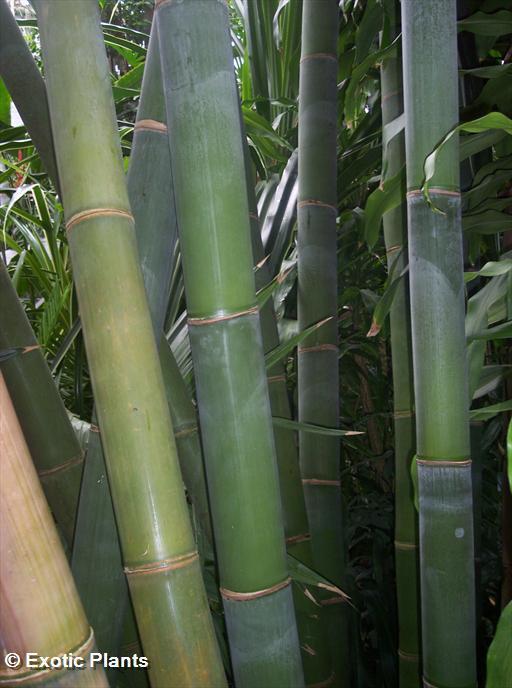 300 Fresh Giant Bamboo_Seeds with instructions Dendrocalamus Giganteus 