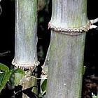 Dendrocalamus hamiltonii bamb? gigante semillas