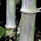 Dendrocalamus hamiltonii