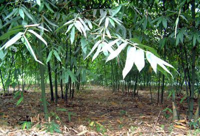 Dendrocalamus latiflorus taiwanese giant bamboo seeds