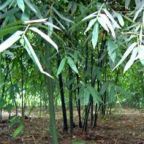 Dendrocalamus latiflorus bamb? gigante taiwan?s semillas