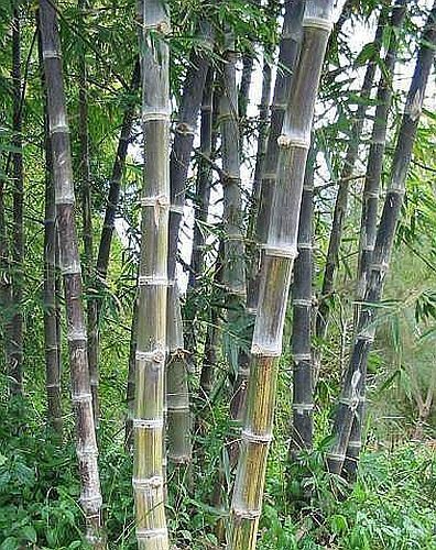 Dendrocalamus maximuslamina giant bamboo seeds