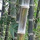 Dendrocalamus maximuslamina bamb? gigante semillas
