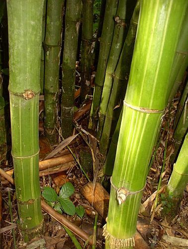 Dendrocalamus membranaceus waya sementes de bambu