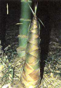 Dendrocalamus membranaceus waya sementes de bambu