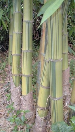 Dendrocalamus membranaceus cv. grandis Bamboo seeds