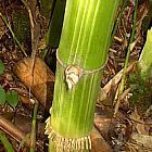 Dendrocalamus membranaceus bamb? waya semillas