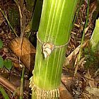 Dendrocalamus membranaceus ﻿Дендрокаламус перепончатый cемян