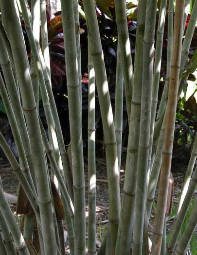 Dendrocalamus minor White bamboo - ghost bamboo - Small dendrocalamus seeds
