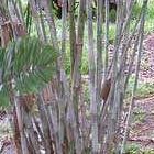Dendrocalamus minor bambou blanc graines