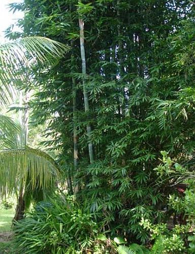 Dendrocalamus peculiaris giant bamboo seeds