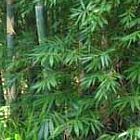 Dendrocalamus peculiaris bamb? gigante semi