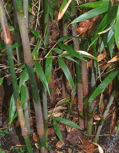 Dendrocalamus radicosus giant bamboo seeds