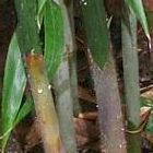 Dendrocalamus radicosus bamb? gigante semillas