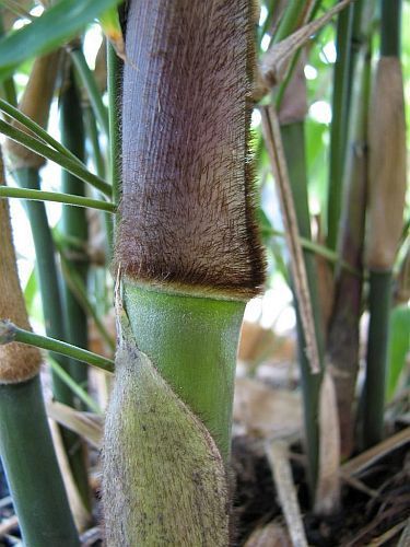 Dendrocalamus strictus Bambu masculino - bambu de Calcutá - Sementes de bambu maciço