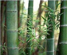 Dendrocalamus strictus Bambu masculino - bambu de Calcutá - Sementes de bambu maciço