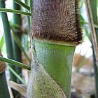 Dendrocalamus strictus Bambou gaulette graines