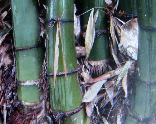 Dendrocalamus tibeticus giant bamboo seeds