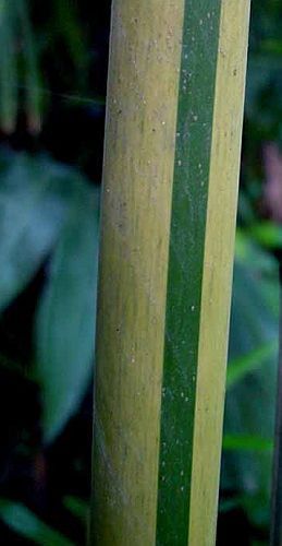 Dendrocalamus tsiangii clumping bamboo seeds