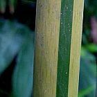 Dendrocalamus tsiangii bambou cespiteux, non tra?ant graines