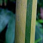 Dendrocalamus tsiangii