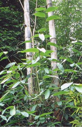 Dendrocalamus yunnanensis giant bamboo seeds