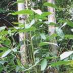Dendrocalamus yunnanensis bambou g?ant graines