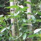 Dendrocalamus yunnanensis ﻿Дендрокаламус гигантский
 cемян