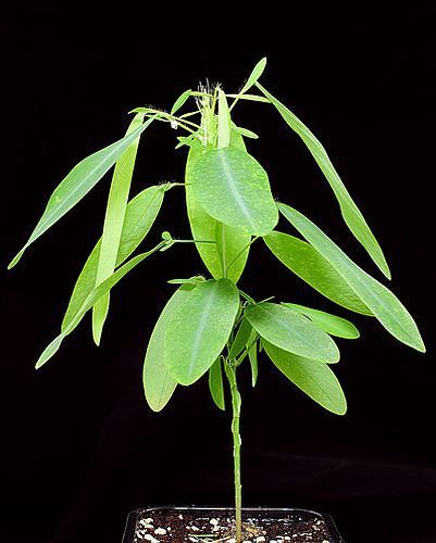 Desmodium gyrans telegraph plant - movement plant - synonym: Codariocalyx motorius seeds