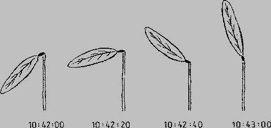 Desmodium gyrans telegraph plant - movement plant - synonym: Codariocalyx motorius seeds