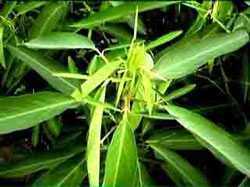 Desmodium gyrans telegraph plant - movement plant - synonym: Codariocalyx motorius seeds
