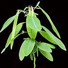 Desmodium gyrans planta del tel?grafo o planta del sem?foro ? sin?nimo: Codariocalyx motorius semillas