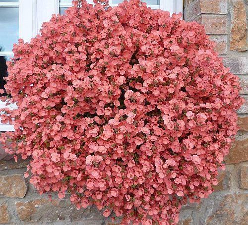 Diascia Queen pink Diascia seeds