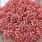 Diascia Queen pink Diascia Samen