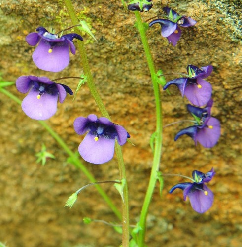 Diascia veronicoides twinspur seeds