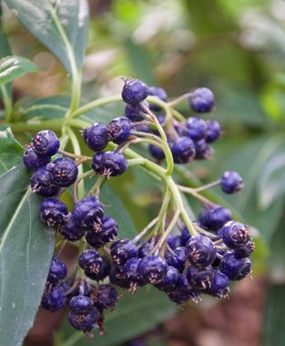 Dichroa febrifuga Blue Evergreen Hydrangea seeds