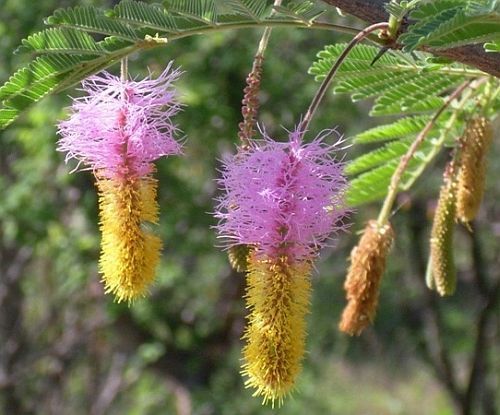 Dichrostachys cinerea Kalahari christmas tree seeds