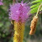 Dichrostachys cinerea Kalahari christmas bush graines