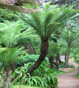 Dicksonia antarctica Hardy tree fern seeds