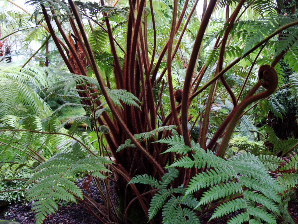 Dicksonia berteroana Tree fern seeds