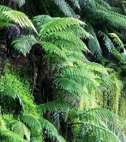 Dicksonia blumei Moore tree fern seeds