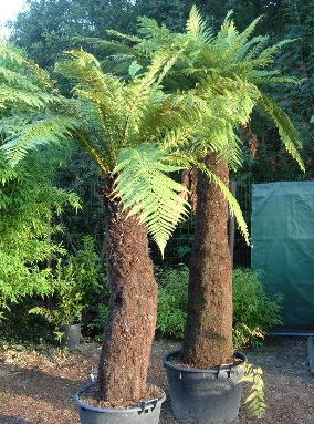 Dicksonia fibrosa Golden Treefern seeds