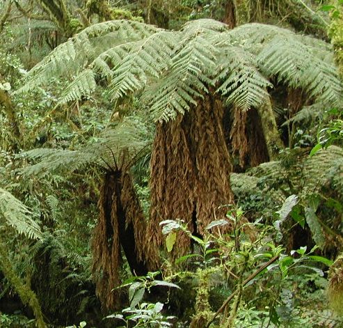 Dicksonia sellowiana Mexican Tree Fern seeds