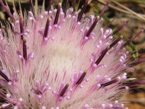 Dicoma anomala fever bush - stomach bush seeds