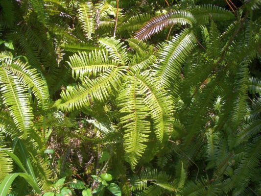 Dicranopteris dichotoma fern seeds