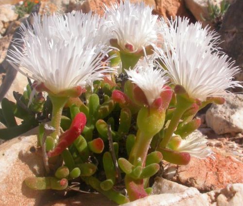 Dicrocaulon ramulosum syn: Schwantesia ramulosa seeds