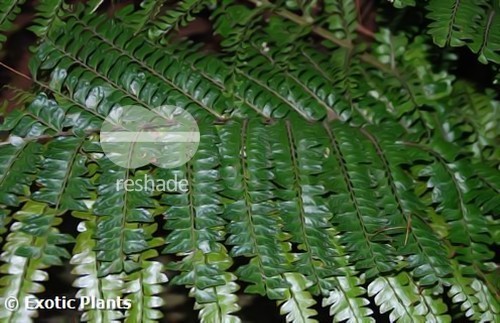 Didymochlaena truncatula Mahogany fern seeds