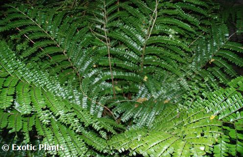 Didymochlaena truncatula Mahogany fern seeds