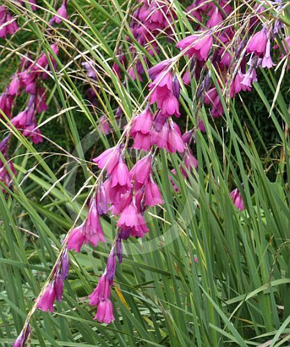 Dierama pendulum fairy bell seeds